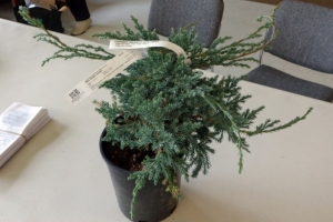 2015 Workshop: Bonsai