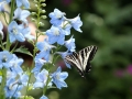3rd_-_butterfly_on_delphiniums