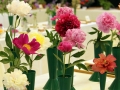 FS_-_Peony