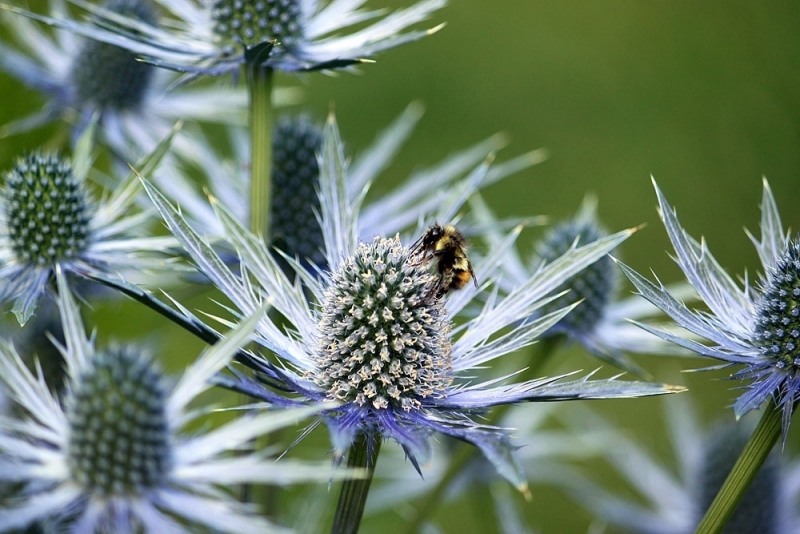 6th_-_close_up_of_bee_at_work