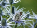 6th_-_close_up_of_bee_at_work