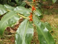 Unknown plant Volcano Village_ Hawaii