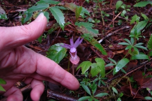 Member Gallery Wilma Harvie Wildflower Walk