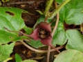 On the forest floor