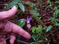 Tiny lady slipper