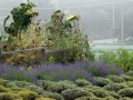 Damali lavender farm