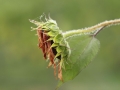 Dewy sunflower