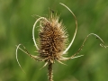 Milk Thistle Seed Pod