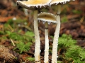 Stropharia ambigua