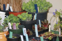 2018-04-21-Plant-Sale-7-succulents