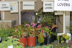 2018-04-21-Plant-Sale-9-bergenia