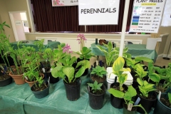 2019-04-27-Plant-Sale-6.-Hostas-for-sale-plant-prices