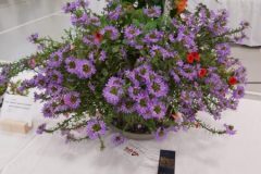 20210918-Asters-1st-scaled