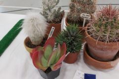 20210918-Collection-Six-cacti-1st-scaled