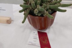 20210918-Potted-cactus-2nd-scaled