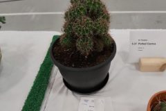 20210918-Potted-cactus-3rd-scaled