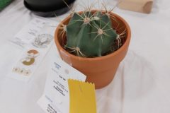 20210918-Potted-cactus-4th-scaled