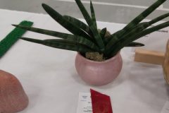 20210918-Succulent-2nd-scaled