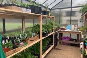 2021 Spring Plant Sale - Online