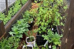 2021-Online-plant-sale-IMG_0162-1-rotated