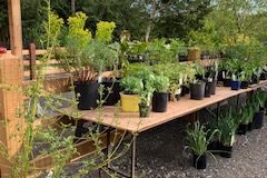 2021-Online-plant-sale-IMG_0189-1-rotated