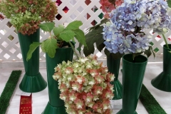 2022-09-18-CowEx-from-Willie-hydrangeas-incl-Sherrys-Snow-Queen