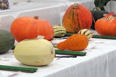 2022-09-18-CowEx-from-Willie-squashes-cropped