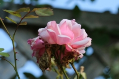 2022-07-13-OG-Allison-Barber-3-old-favourite-rose