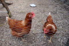 2022-07-10-OG-Darlene-Veitch-picnic-chickens-2