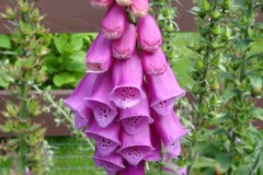 2022-07-10-OG-Darlene-Veitch-picnic-foxglove-cropped