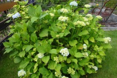 2022-07-10-OG-Darlene-Veitch-picnic-hydrangea