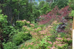 2022-06-12-OG-Diane-McAmmond-3-Pink-dogwood-landscape