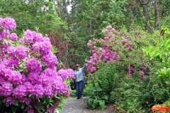 2022-06-12-OG-Diane-McAmmond-6-Rhodo-path