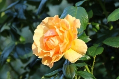 2022-07-13-OG-Jean-Haley-5-yellow-rose