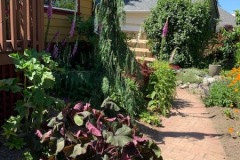 2022-06-26-OG-Judith-Appleby-from-Darlene-garden-path-with-cedar-tree