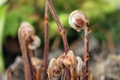 2022-04-23-OG-Karen-Wade-new-growth-emerges-on-fern