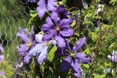 2022-06-26-OG-Sally-Smith-vivid-purple-clematis-in-full-sun