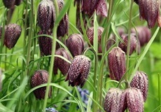 2022-04-20-OG-Sherry-Deptuch-Fritillaria-Checker-Lily