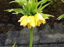 2022-04-20-OG-Sherry-Deptuch-Fritillaria-Imperialis