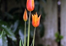 2022-04-20-OG-Sherry-Deptuch-tulip