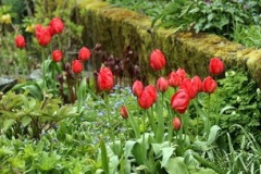 2022-04-20-OG-Sherry-Deptuch-tulips-and-more