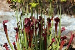 2022-07-24-OG-Sylvia-Scott-pitcher-plant