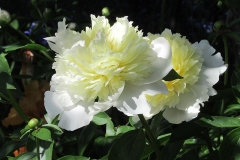 2023-05-28-Open-Garden-Malcolm-Ho-You-Chinese-Peony