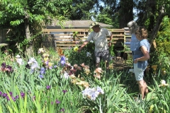 2023-05-28-Open-Garden-Malcolm-Ho-You-Malcolm-in-the-Iris-patch