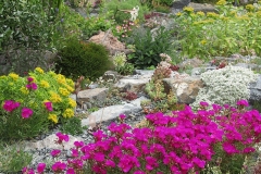 2023-06-21-Bus-Tour-Cameron-Kidd-6-rocks-and-plants