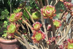 2023-06-21-Bus-Tour-Janice-Currie-6-many-colourful-succulents