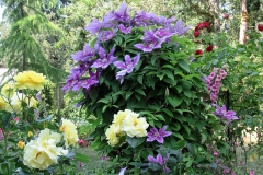 2023-06-27-Open-Garden-Allison-Barber-6-clematis-roses