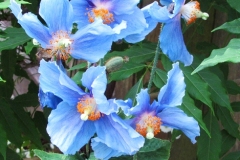 2023-06-27-Open-Garden-Allison-Barber-8-blue-poppies
