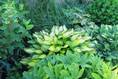 2023-06-27-Open-Garden-Barb-Tymchuk-4-shady-spot