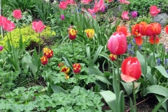 2023-05-07-Open-Garden-Carol-Stiles-tulips